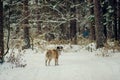 German Shepherd Dog running with stick in mouth down snow covered trail in woods