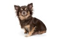 Dog breed Chihuahua brown color