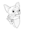 Dog breed Chihuahua. Funny linear cartoon character. Animal domestic. Vector.