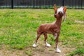 Dog breed Chinese Crested Royalty Free Stock Photo