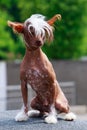 Dog breed Chinese Crested Royalty Free Stock Photo