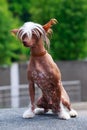 Dog breed Chinese Crested Royalty Free Stock Photo