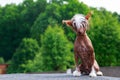 Dog breed Chinese Crested Royalty Free Stock Photo