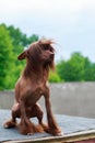 Dog breed Chinese Crested Royalty Free Stock Photo