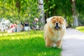 The dog breed chow chow