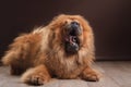 Dog breed chow chow