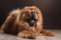 Dog breed chow chow