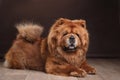 Dog breed chow chow