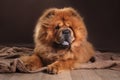 Dog breed chow chow