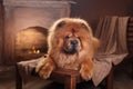 Dog breed chow chow