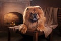 Dog breed chow chow