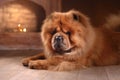 Dog breed chow chow