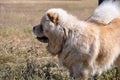 Dog breed Chow-Chow Royalty Free Stock Photo