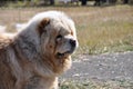 Dog breed Chow-Chow Royalty Free Stock Photo