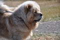 Dog breed Chow-Chow Royalty Free Stock Photo