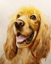 The dog of the breed Cocker Spaniel is golden in color, painted with watercolors on paper, looks carefully straight. Illustration