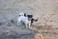 Dog breed cocker spaniel and the Jack Russell playing on the beach at sunset. Royalty Free Stock Photo