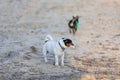 Dog breed cocker spaniel and the Jack Russell playing on the beach at sunset. Royalty Free Stock Photo