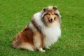 Dog breed Collie