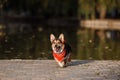 Dog breed corgi in the background of lake Royalty Free Stock Photo