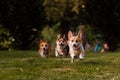 Dog breed Corgi frolic on the grass Royalty Free Stock Photo