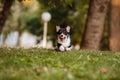 Dog breed Corgi on the grass Royalty Free Stock Photo