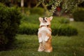 Dog breed Corgi on the grass