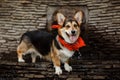 Dog breed corgi Royalty Free Stock Photo