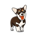 Dog breed Corgi Royalty Free Stock Photo