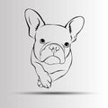 Dog breed cute pet animal bulldog french