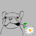 Dog breed cute pet animal bulldog french