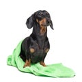 Dog breed of dachshund, black and tan, after a bath with a geen towel isolated on white background