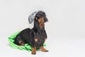 Dog breed of dachshund, black and tan, after a bath with a geen towel and a shower cap, isolated on gray background Royalty Free Stock Photo
