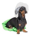 Dog breed of dachshund, black and tan, after a bath with a geen towel and a shower cap, isolated on white background Royalty Free Stock Photo