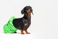 Dog  breed of dachshund, black and tan, after a bath with a green towel wrapped around her  body isolated on gray background Royalty Free Stock Photo