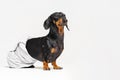 Dog breed of dachshund, black and tan, after a bath with a green towel wrapped around her body isolated on white background Royalty Free Stock Photo