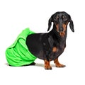 Dog  breed of dachshund, black and tan, after a bath with a green towel wrapped around her  body isolated on white background Royalty Free Stock Photo