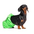 Dog  breed of dachshund, black and tan, after a bath with a green towel wrapped around her  body isolated on white background Royalty Free Stock Photo