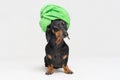 Dog breed of dachshund, black and tan, after a bath with a green towel wrapped around her head isolated on gray background Royalty Free Stock Photo