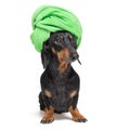 Dog breed of dachshund, black and tan, after a bath with a green towel wrapped around her head isolated on white background Royalty Free Stock Photo