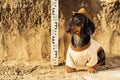 Dog of the breed of dachshund, black and tan, in the clothes of an archaeologist and hat on archaeological excavations against the Royalty Free Stock Photo