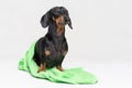 Dog breed of dachshund, black and tan, after a shower with a geen towel isolated on gray background Royalty Free Stock Photo