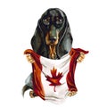 Dog breed dachshund holding a Canada flag. Toronto. Isolated on white background. Politics.