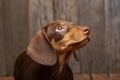 Dog breed dachshund look up on wood background