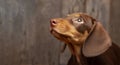 Dog breed dachshund look up on wood background