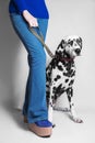 Dog breed dalmatian and girl