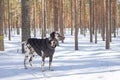 Dog breed Dalmatian in the snow, portrait close-up on the background of strewn bushes.Puppy in the coat in winter forest Royalty Free Stock Photo