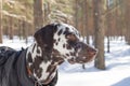 Dog breed Dalmatian in the snow, portrait close-up on the background of strewn bushes.Puppy in the coat in winter forest Royalty Free Stock Photo
