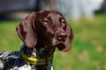Dog breed Deutsch Kurzhaar Royalty Free Stock Photo