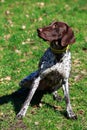 Dog breed Deutsch Kurzhaar Royalty Free Stock Photo